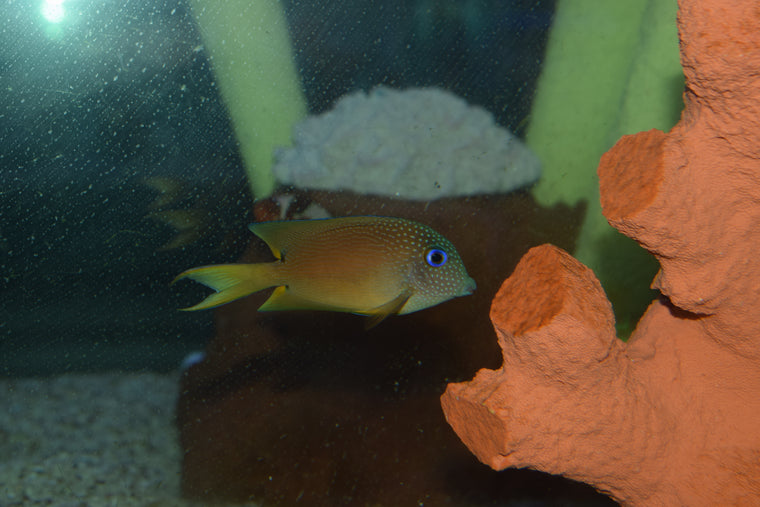 Binotatus Tang
