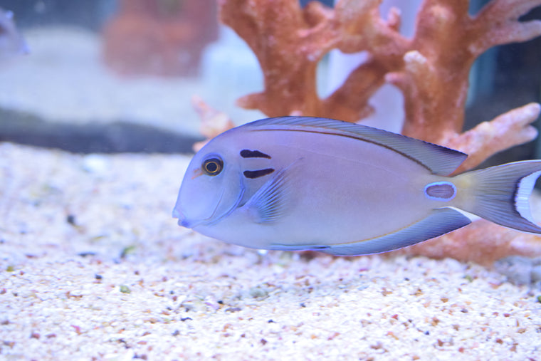 Tennenti Tang