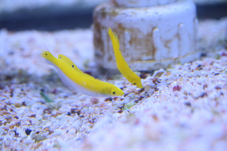 Yellow Coris Wrasse