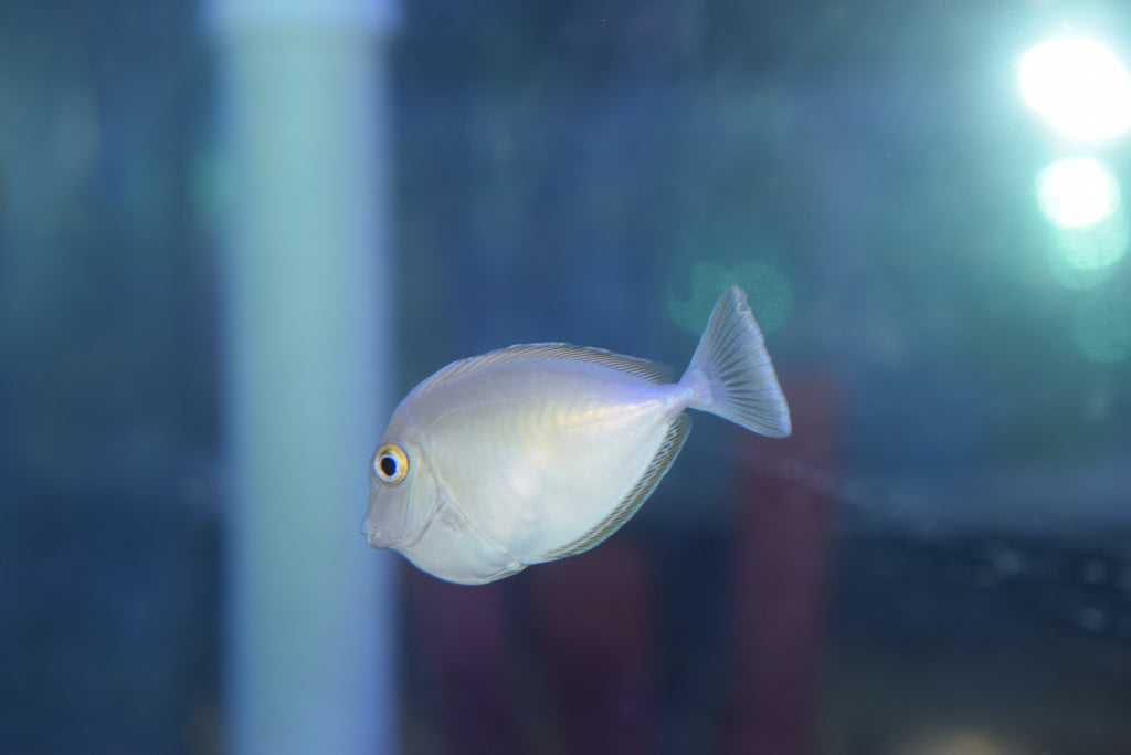 Unicorn Tang