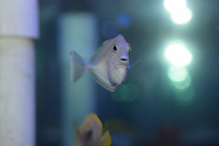 Unicorn Tang