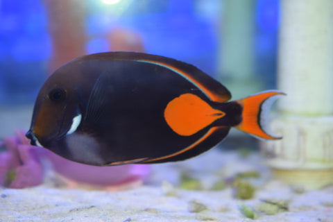Achilles Tang