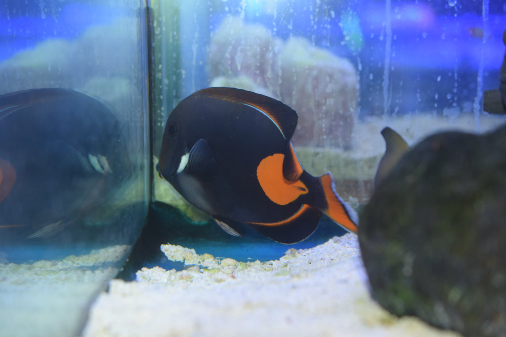Achilles Tang