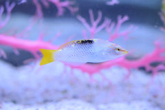 Marble Wrasse