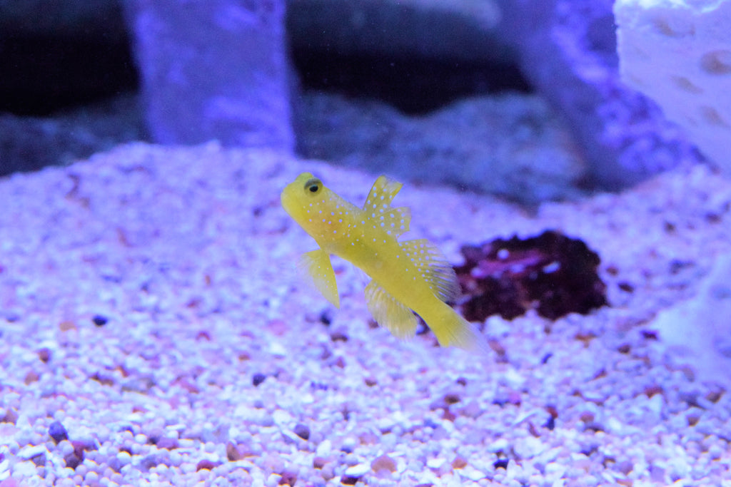 Yellow Watchman Goby (Aquacultured)