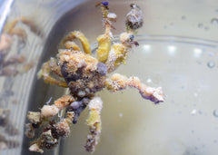 Decorator Tarantula Crab