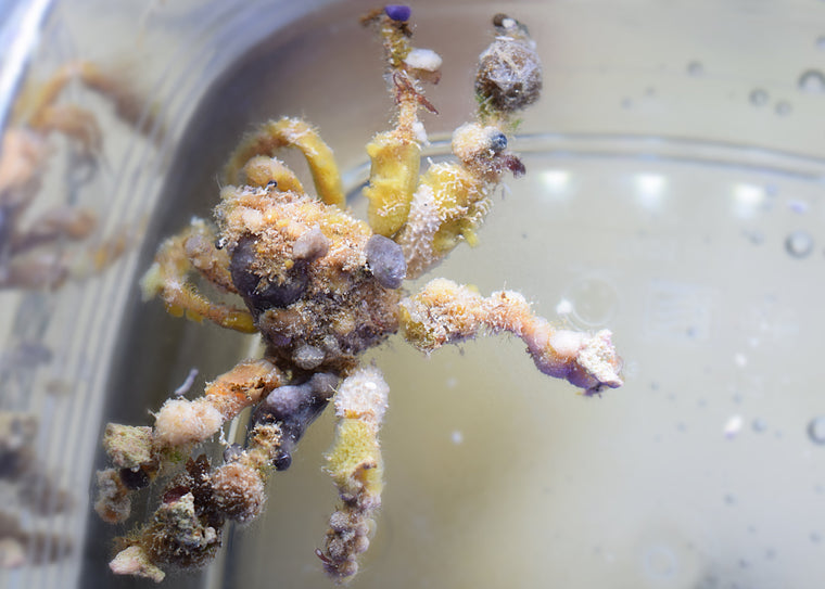 Decorator Tarantula Crab