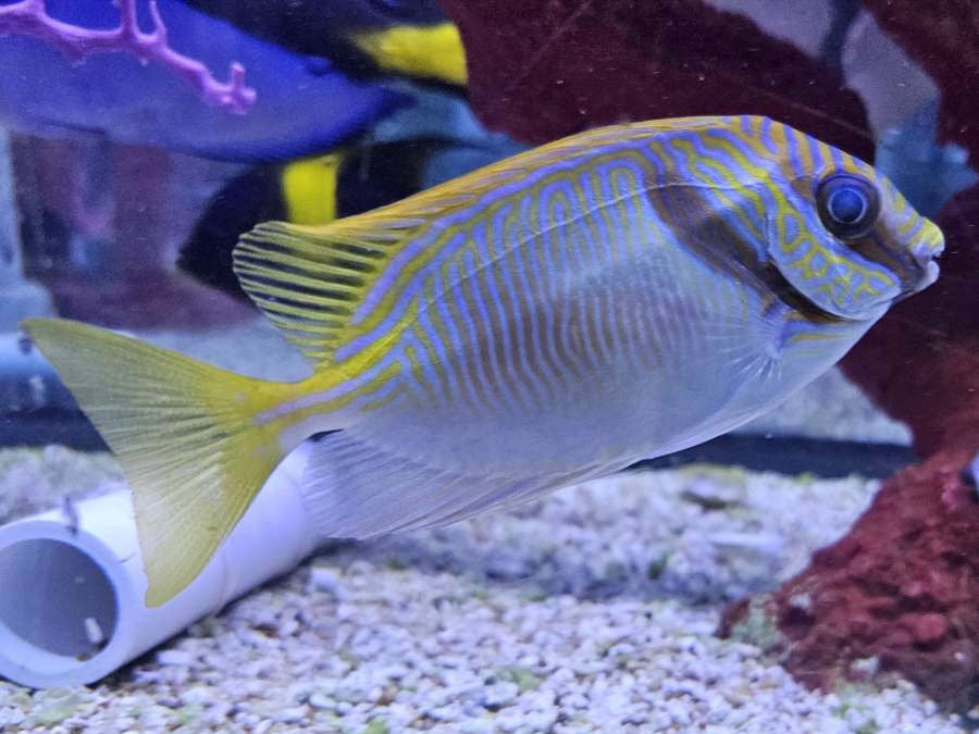 Doliatus Rabbitfish