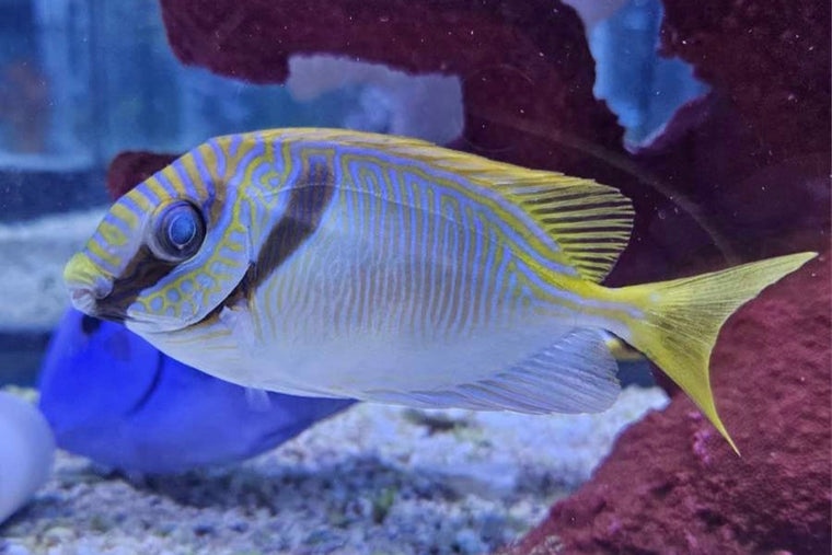 Doliatus Rabbitfish