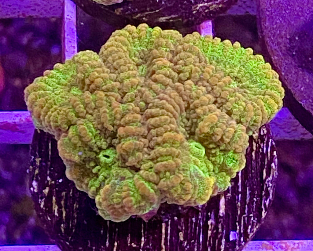 Fool’s Gold Favia