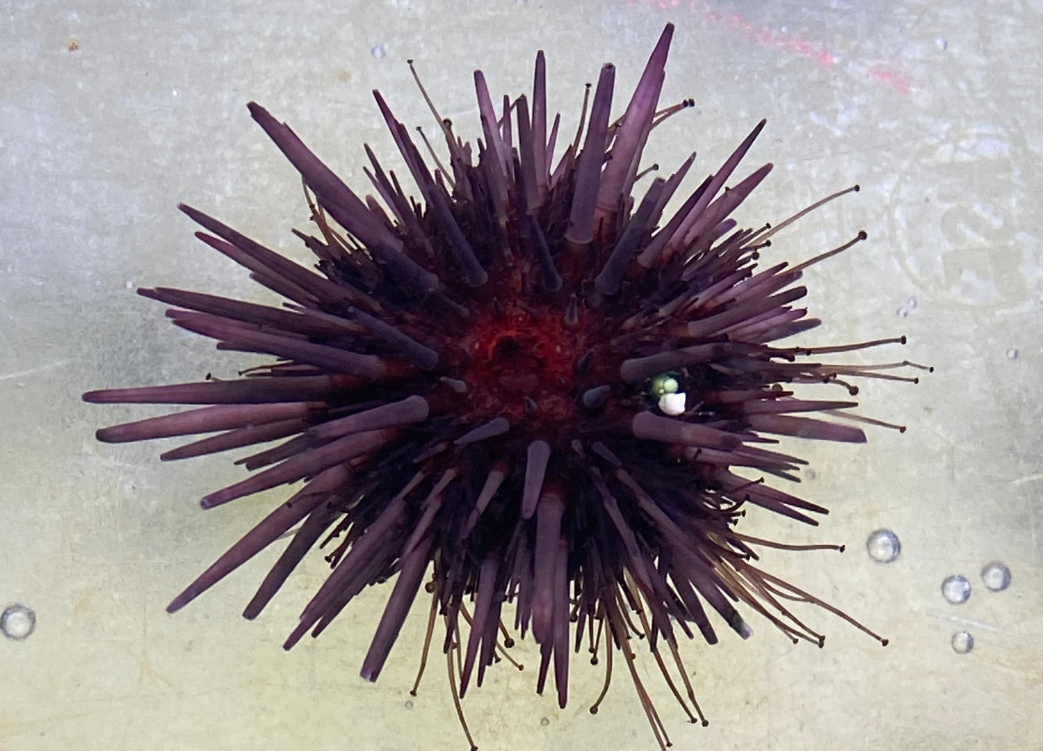 Rock Urchin