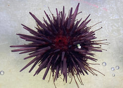 Rock Urchin