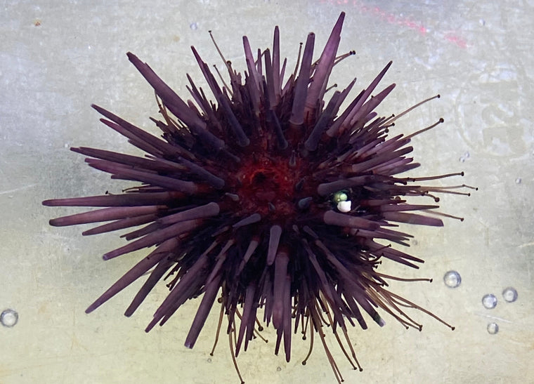 Rock Urchin