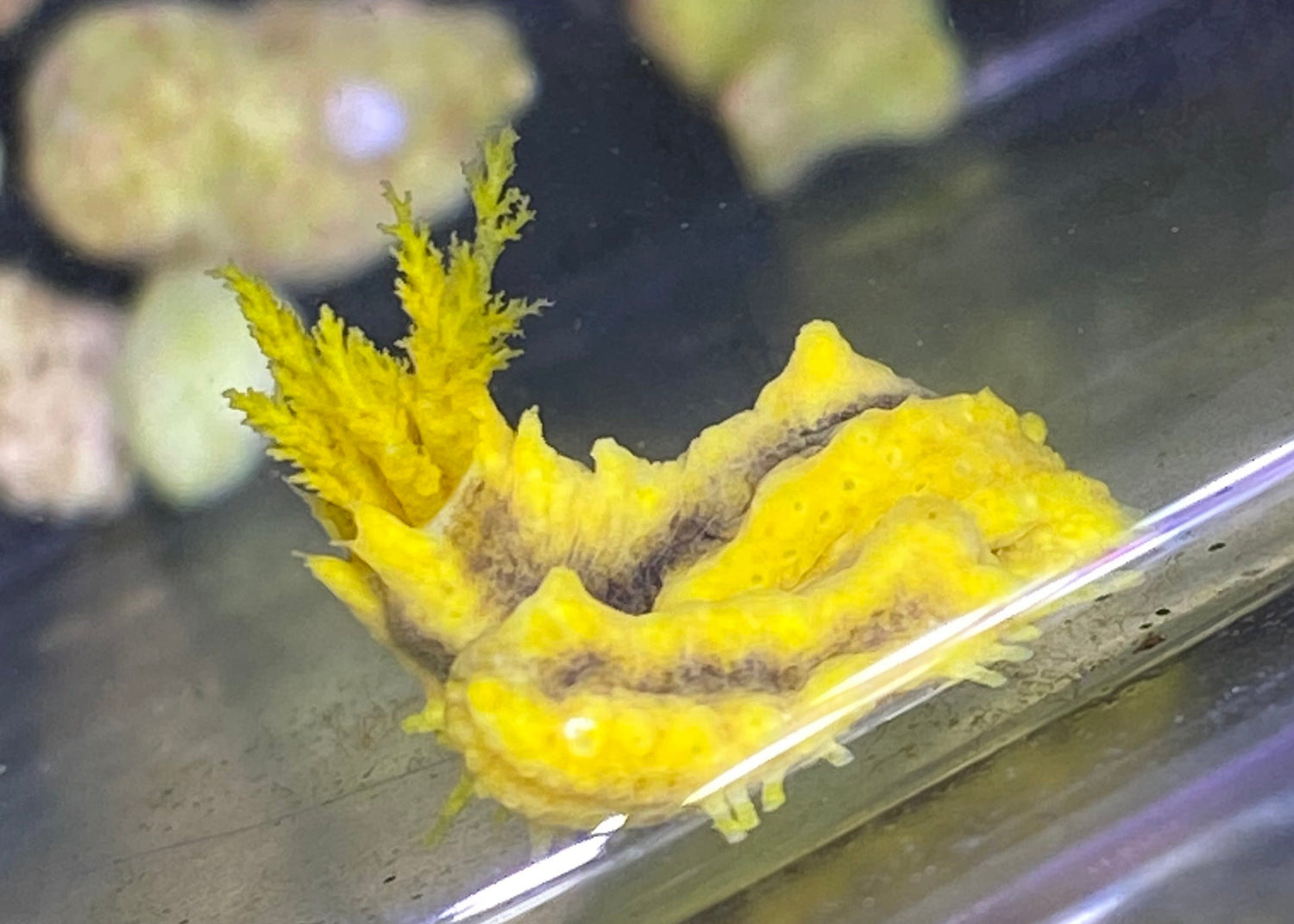 Nano Yellow Sea Cucumber