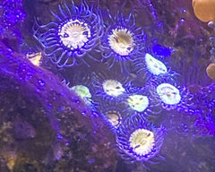 Buttmuncher Zoanthid