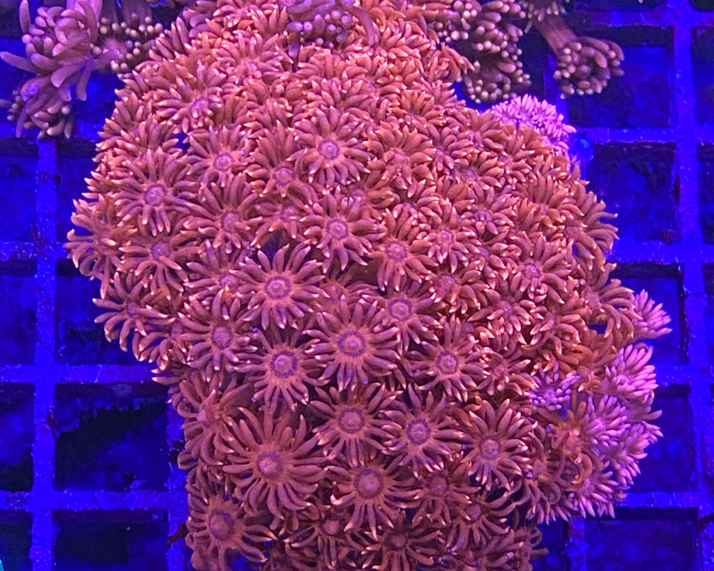 Metallic Red Goniopora