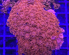 Metallic Red Goniopora