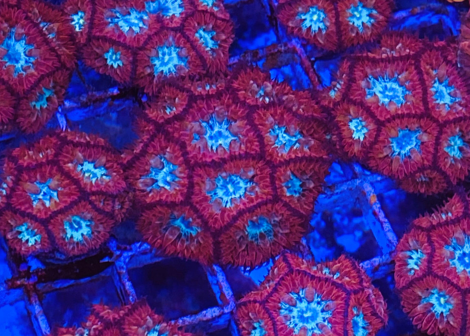 Captain America Blastomussa Merletti