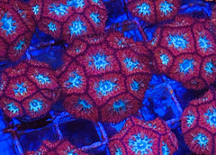 Captain America Blastomussa Merletti