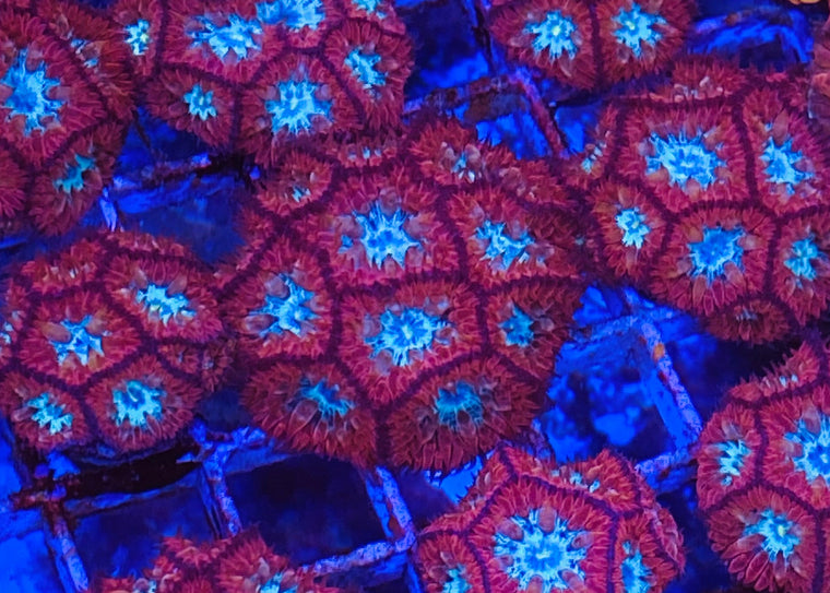 Captain America Blastomussa Merletti