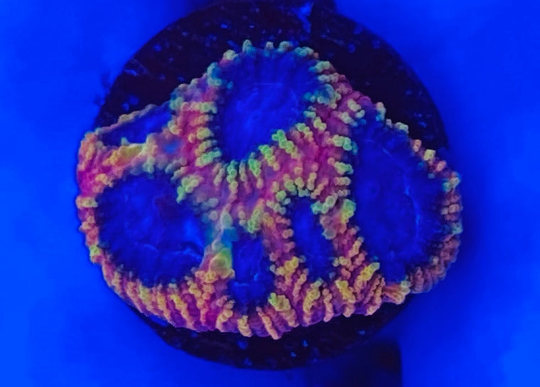 Burning Passion Favia