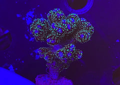 Evergreen Pocillopora