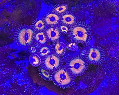 Peacock Infusion Zoanthid
