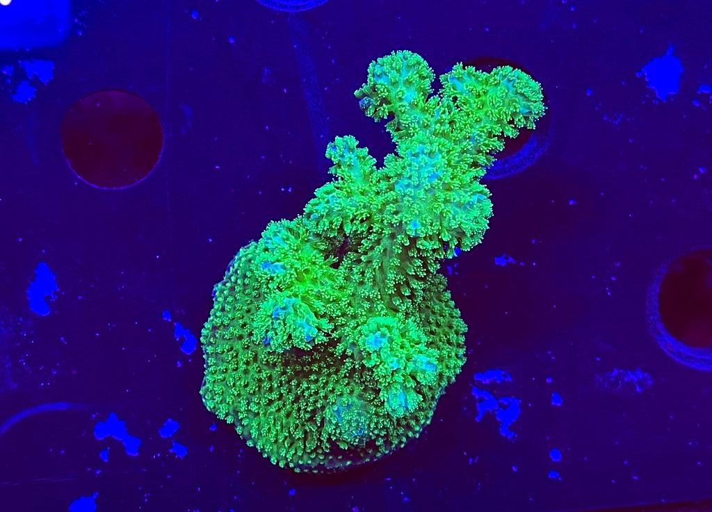 Slime Time Pocillopora