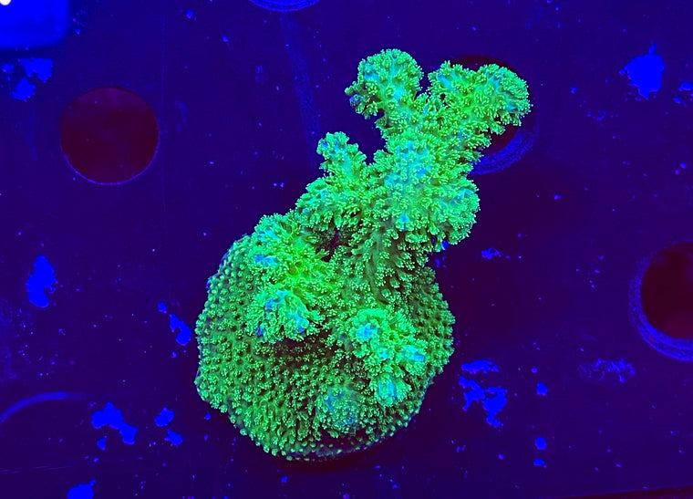 Slime Time Pocillopora
