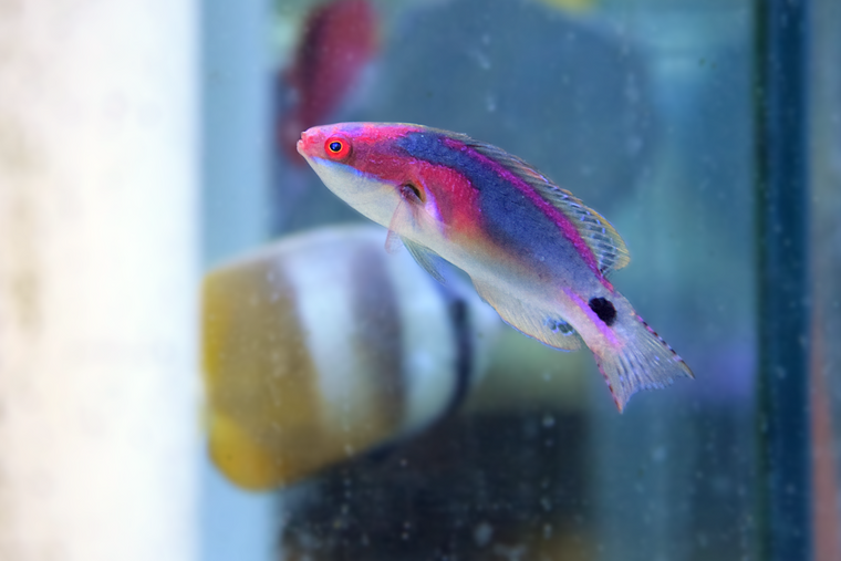 Exquisite Wrasse