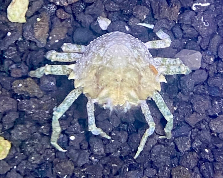 Pithos Crabs