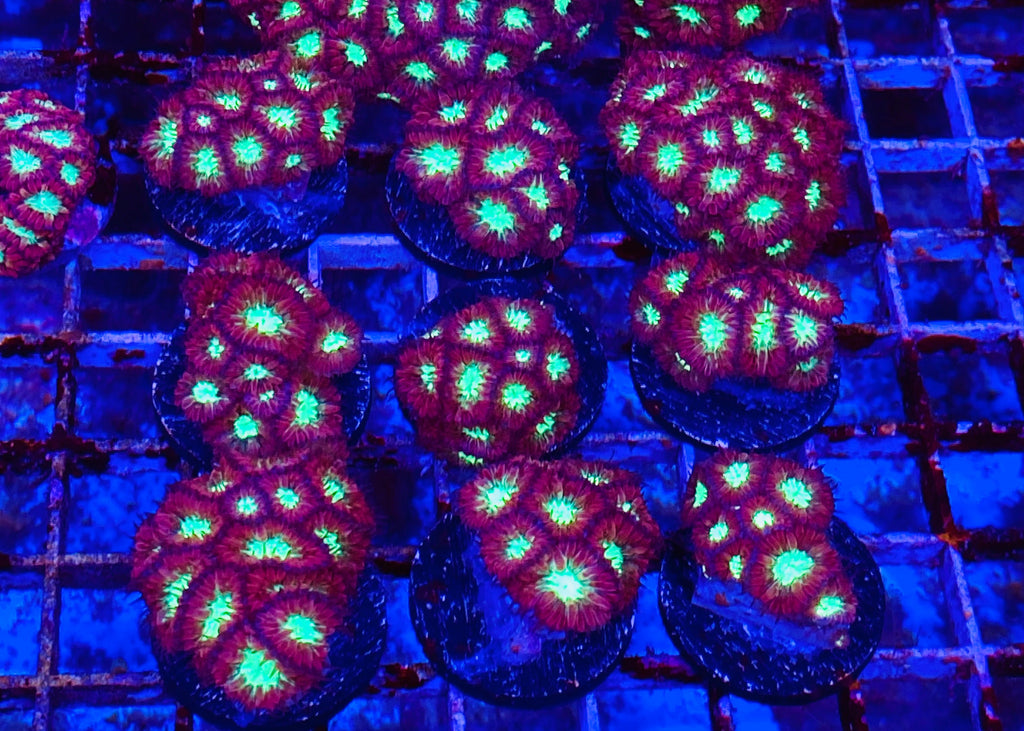 X-mas Blastomussa merletti