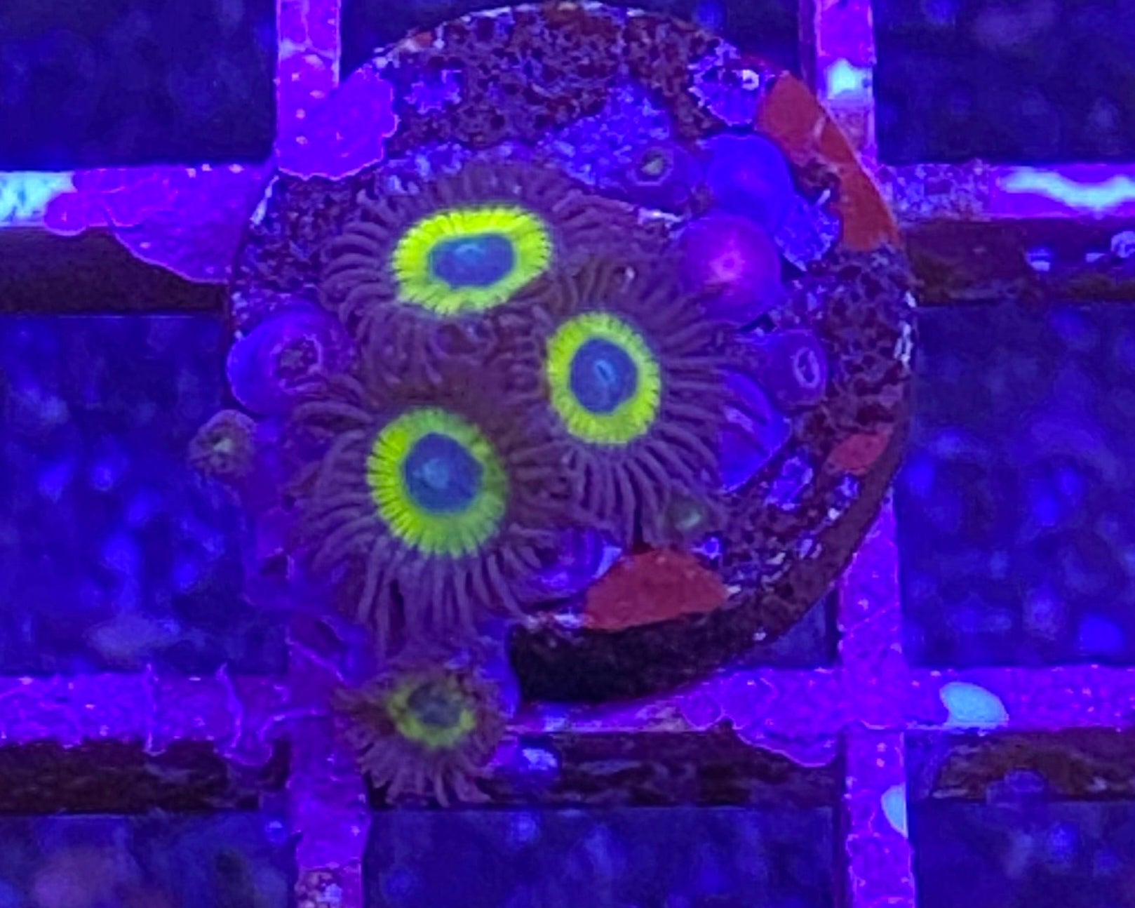 Belladonna Zoanthid