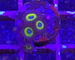 Belladonna Zoanthid