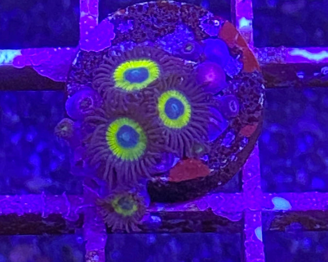 Belladonna Zoanthid