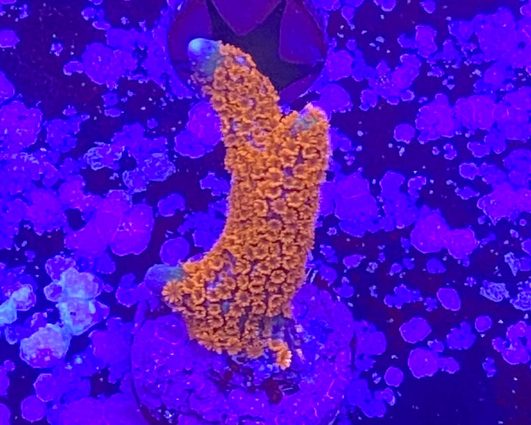 Red Montipora Digitata