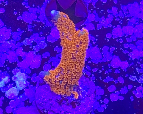 Red Montipora Digitata
