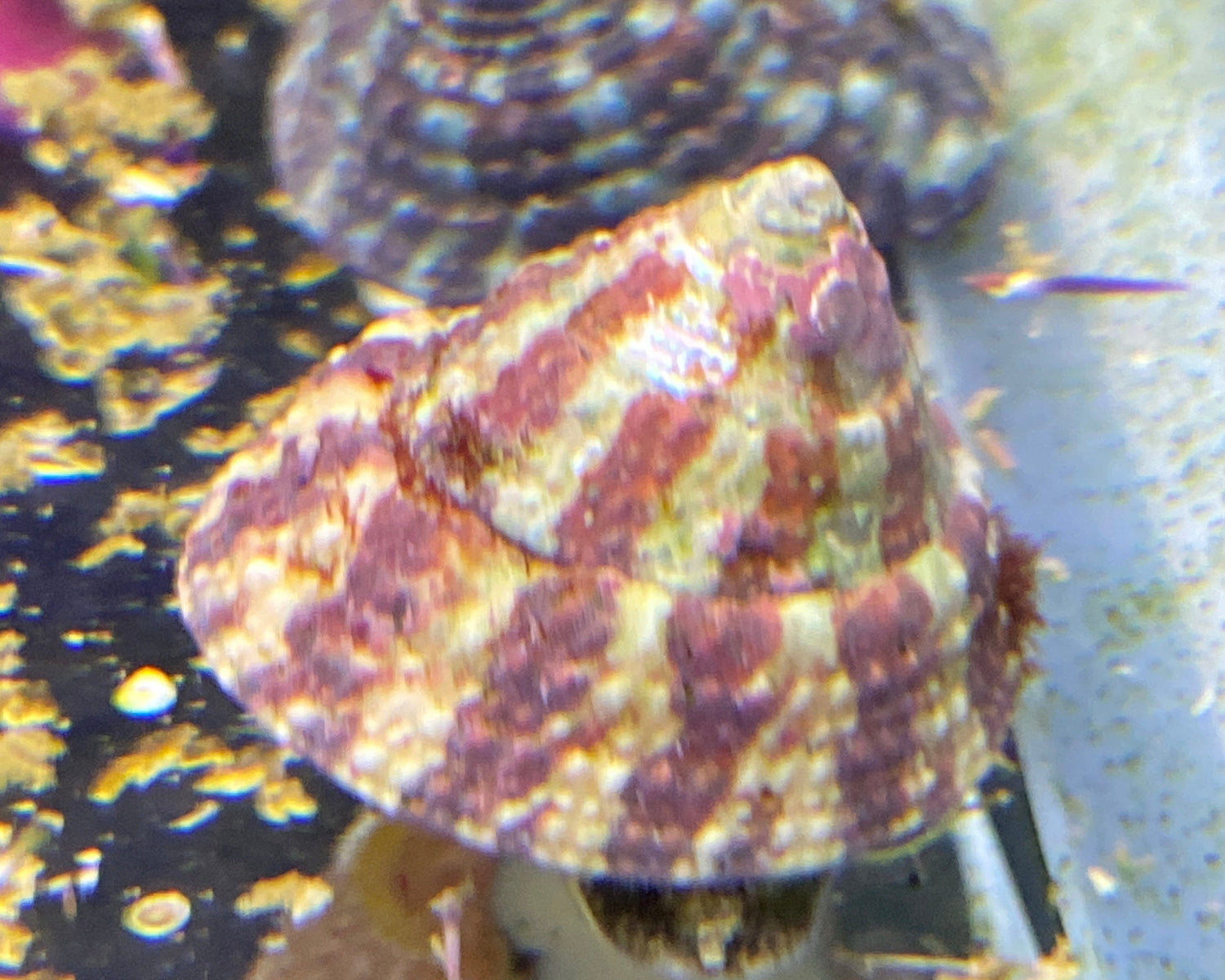 Banded Trochus Snail