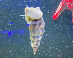 Cerith Snail