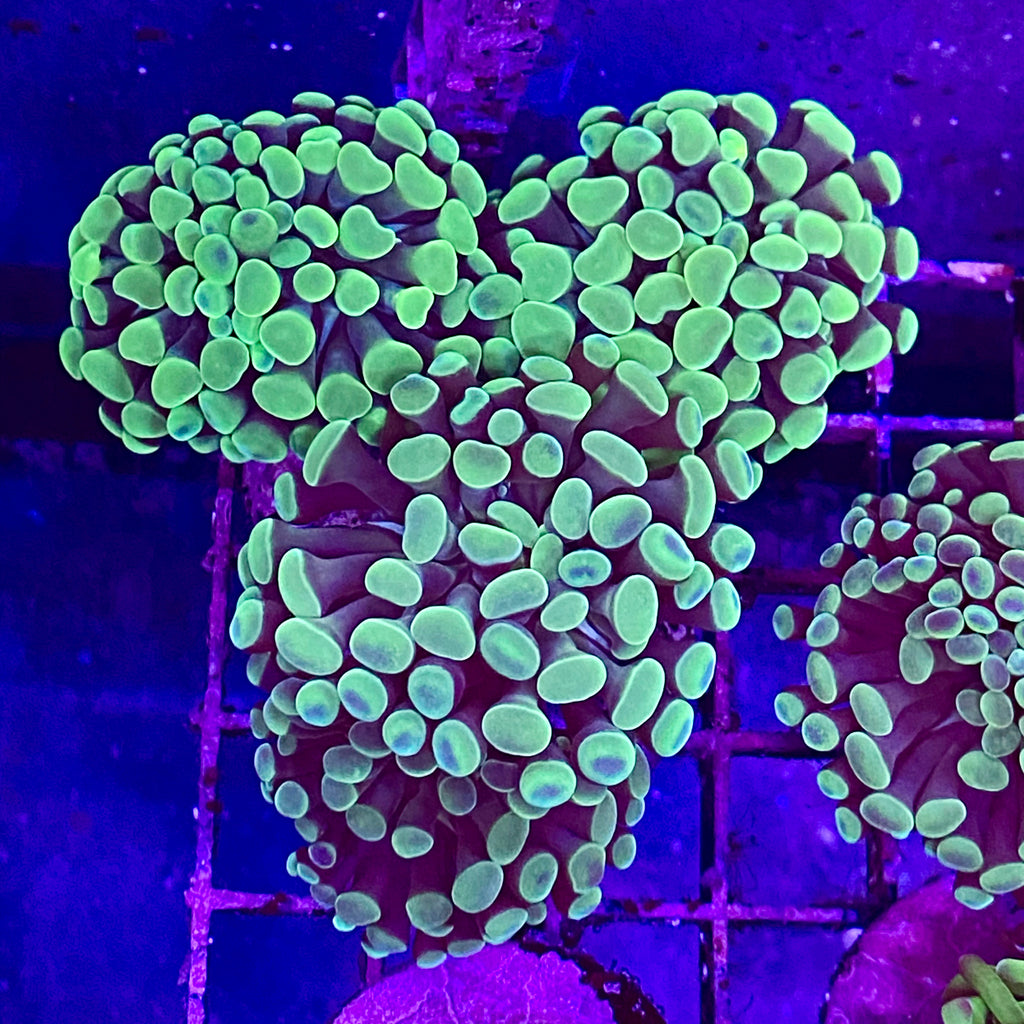 Green Branching Hammer (Single head frag)