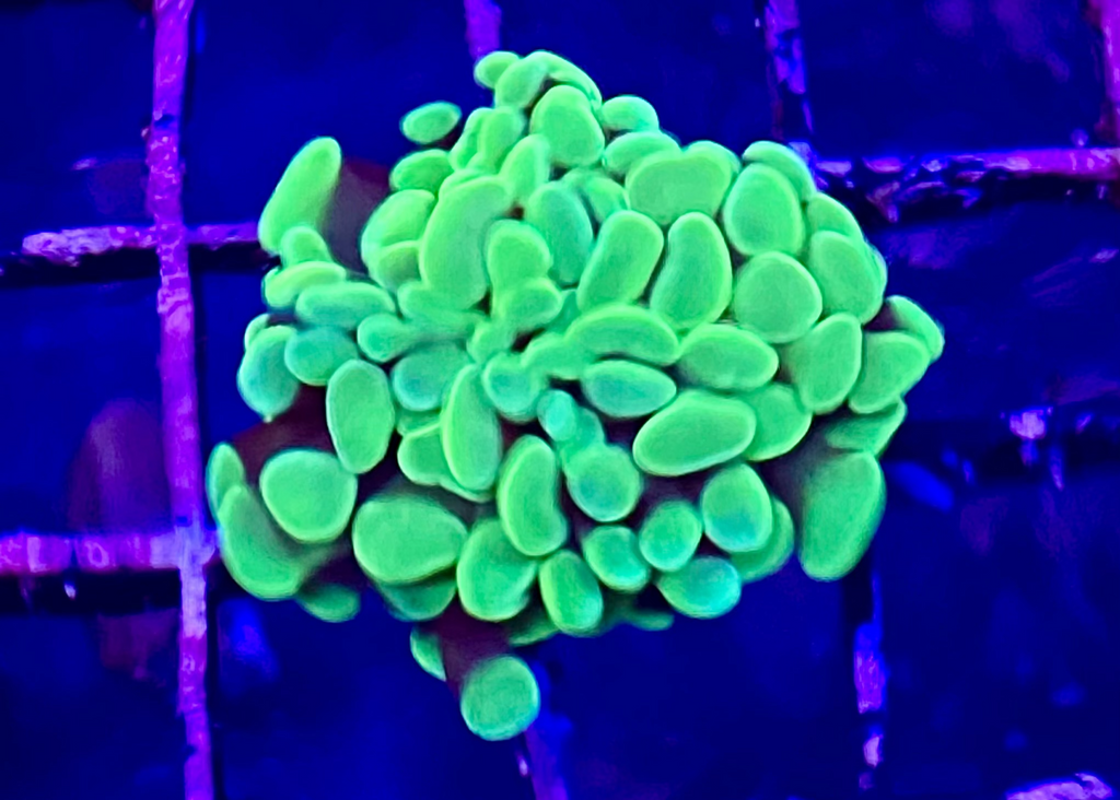 Green Branching Hammer (Single head frag)
