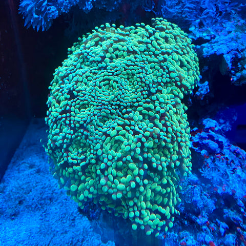 Green Branching Hammer (Single head frag)