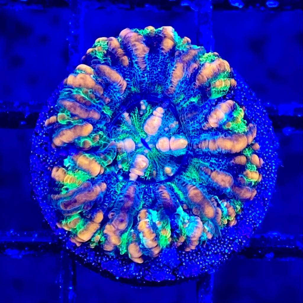 Firework Button Scolymia