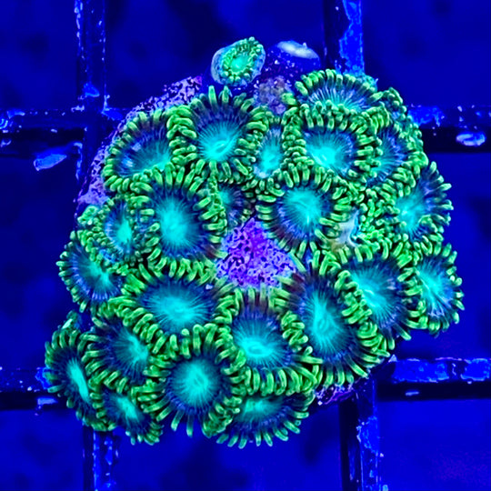 Radioactive Dragon Eye Zoanthid