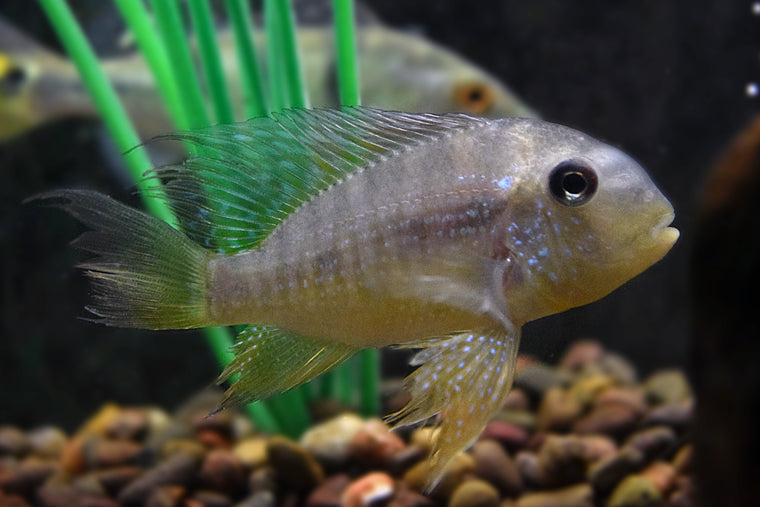 Geophagus balzanii 