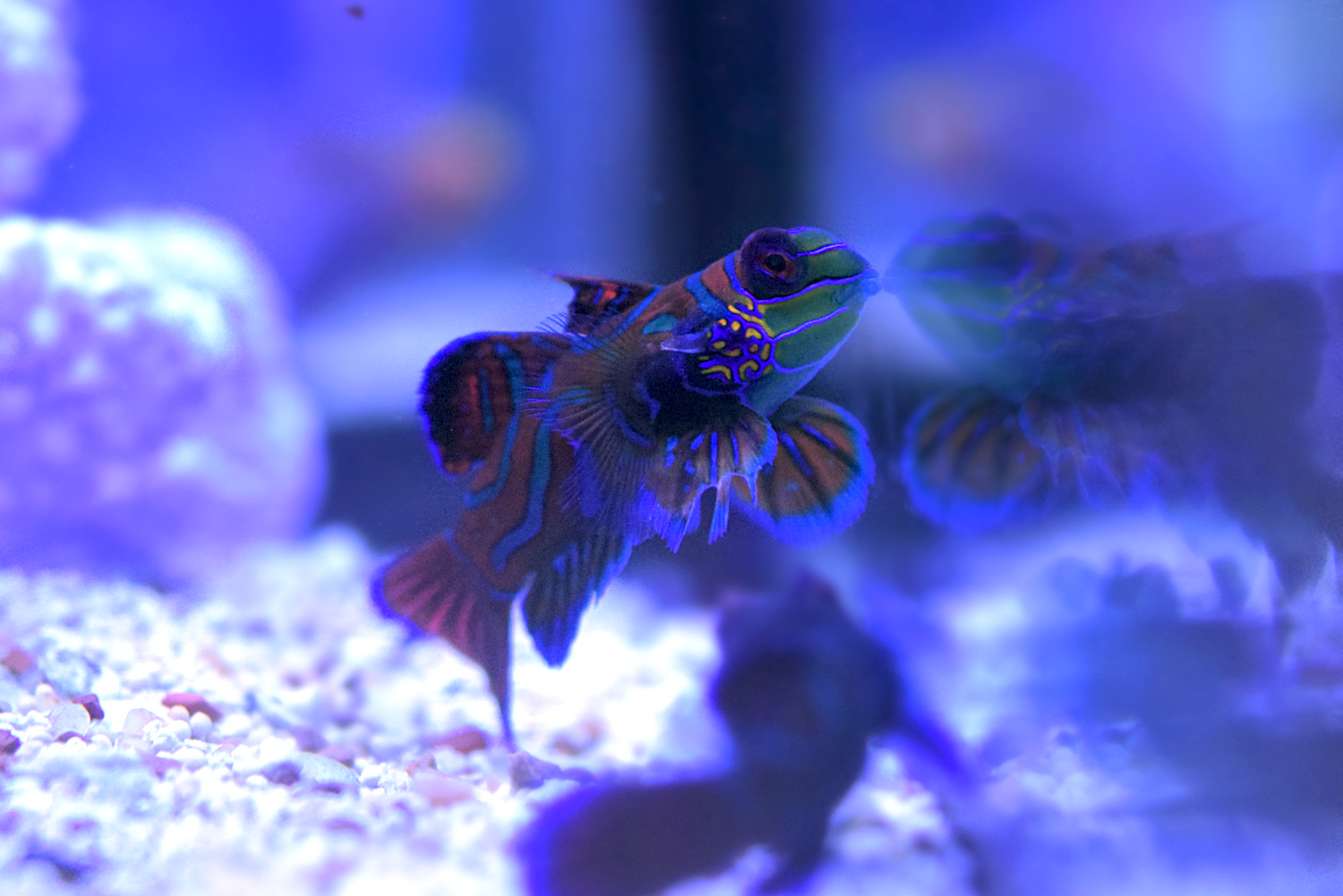 Mandarin Dragonet