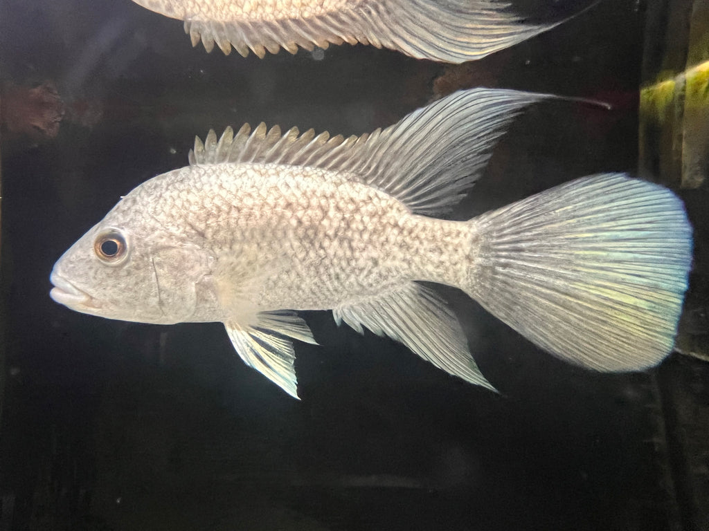 Hatiensis Cichlid