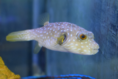Hispidus Puffer