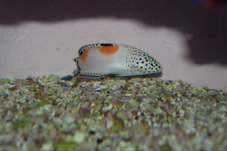 Twinspot Wrasse