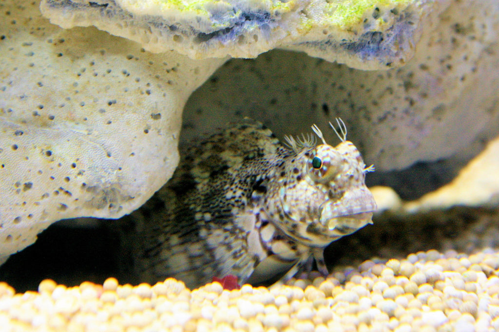 Algae Blenny